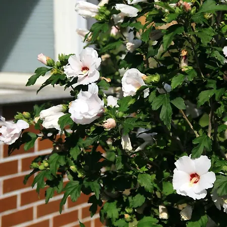 Mitten Im Seenland Und Spreewaldnah, Schoener Garten Storkow (Mark)