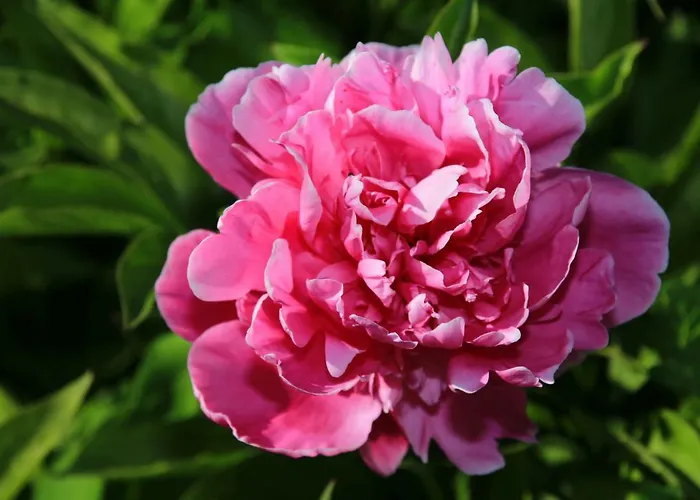 Mitten Im Seenland Und Spreewaldnah, Schoener Garten